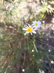 Argyranthemum frutescens