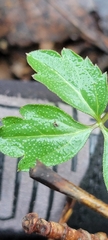 Cardamine diphylla
