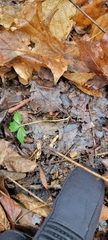 Cardamine diphylla