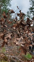 Quercus georgiana