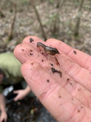 Procambarus pygmaeus