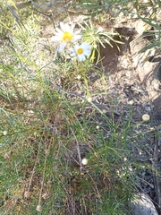 Argyranthemum frutescens