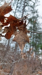 Quercus georgiana