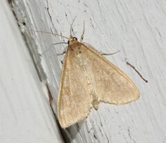 Framinghamia helvalis