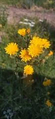 Picris hieracioides