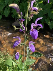 Brillantaisia owariensis