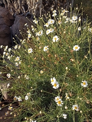 Argyranthemum frutescens