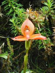 Disa uniflora