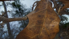 Quercus georgiana