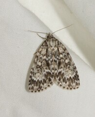 Acronicta fragilis