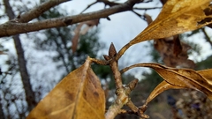 Quercus georgiana