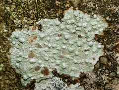 Pertusaria leioplaca