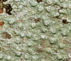Pertusaria leioplaca