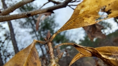 Quercus georgiana