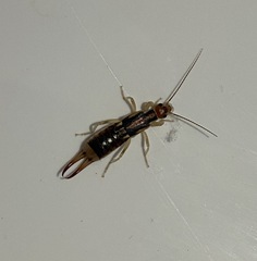 Labidura riparia