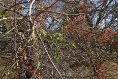 Combretum microphyllum