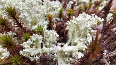 Cladonia caroliniana