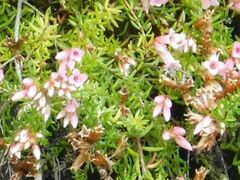 Erica leucantha
