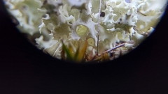 Cladonia caroliniana