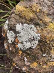 Protoparmeliopsis muralis