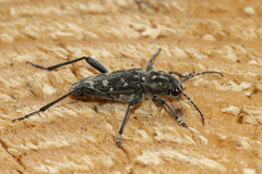 Xylotrechus rusticus