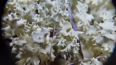 Cladonia caroliniana