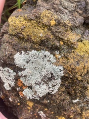 Protoparmeliopsis muralis