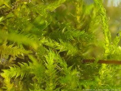 Sciuro-hypnum plumosum