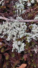Cladonia caroliniana