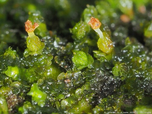 Frullania virginica