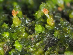 Frullania virginica