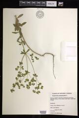 Euphorbia platyphyllos