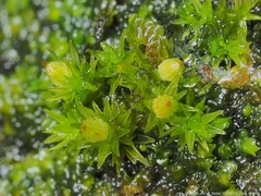 Orthotrichum pusillum