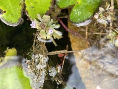 Limnophila indica