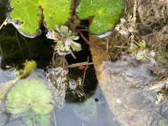 Limnophila indica