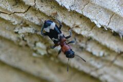 Thanasimus formicarius
