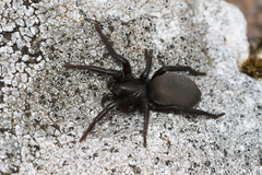 Gnaphosa lucifuga
