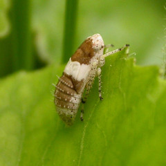 Allygidius atomarius