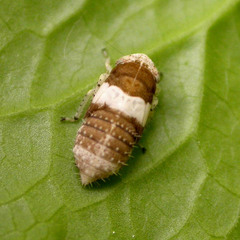 Allygidius atomarius