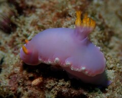 Hypselodoris apolegma