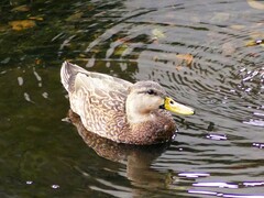 Anas platyrhynchos × fulvigula