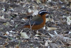 Cossypha heuglini heuglini