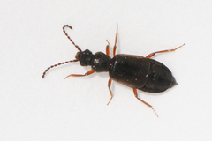 Lesteva longoelytrata