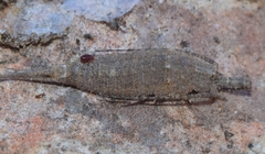 Machilinae