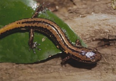 Eurycea guttolineata