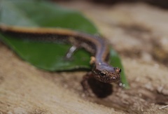 Eurycea guttolineata