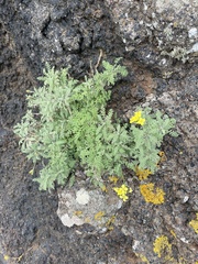 Descurainia millefolia