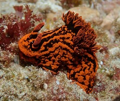Nembrotha kubaryana
