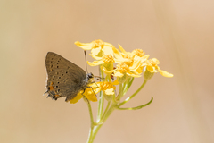 Satyrium californica