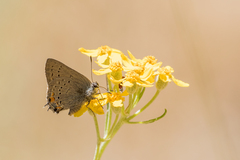 Satyrium californica